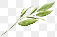 PNG  Willow leaf plant herbs white background. AI generated Image by rawpixel.
