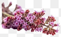 PNG Twig of coral limonium flowers blossom lilac plant. 