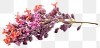 PNG Twig of coral limonium flowers blossom lilac plant. 