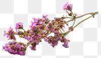 PNG Twig of coral limonium flowers lavender blossom plant. 