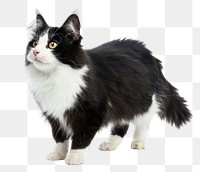 PNG Black and white crossbreed cat standing mammal animal black.