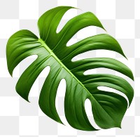 PNG Philodendron plant leaf white background.