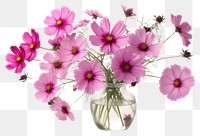PNG  Pink cosmos flowers in a floral arrangement blossom petal plant. AI generated Image by rawpixel.