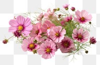 PNG  Pink cosmos flowers in a floral arrangement blossom petal plant. AI generated Image by rawpixel.