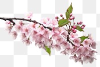 PNG  Sakura branches clipping path cherry blossom branches flower plant white background. AI generated Image by rawpixel.