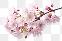 PNG  Sakura branches clipping path cherry blossom branches flower plant white. AI generated Image by rawpixel.