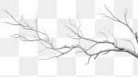 PNG Tree branches white drawing sketch