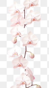 PNG Wallpaper pattern flower orchid blossom. AI generated Image by rawpixel.
