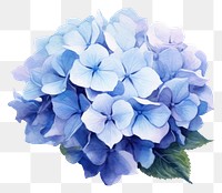 PNG A Blue hydrangea flower petal plant.