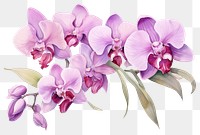 PNG Orchid flower plant inflorescence freshness. AI generated Image by rawpixel.