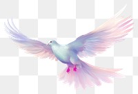 PNG A dove flying in the sky animal pigeon bird.