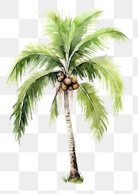 PNG  A palm tree coconut sketch plant.