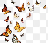 PNG Butterflys flying animal insect white background