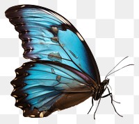 PNG Blue morpho butterfly animal insect white background.