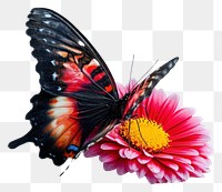 PNG South america butterfly flower animal insect.