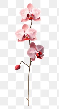 PNG An orchid blossom flower nature. AI generated Image by rawpixel.