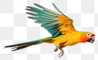 PNG Parrot Fly parrot animal bird.