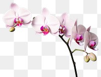 PNG  An orchid blossom flower plant. AI generated Image by rawpixel.