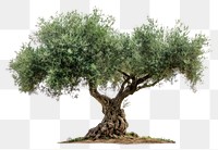 PNG  Olive tree plant tranquility vegetation.