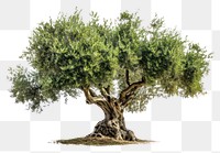 PNG  Olive tree outdoors nature plant.