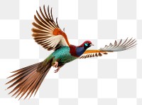 PNG Ringneck Pheasant pheasant flying animal