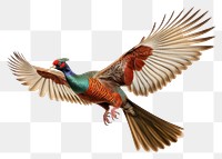 PNG Ringneck Pheasant pheasant animal flying.