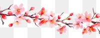 PNG Blooming cherry blossom flower nature plant white background.