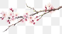 PNG Blooming cherry blossom flower nature plant white.