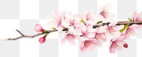 PNG Blooming cherry blossom flower nature plant white background.