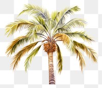PNG Palm tree nature plant white background.