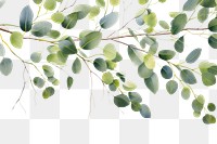 PNG Green eucalyptus plant leaf backgrounds