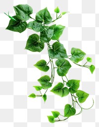 PNG Green plant leaf vine white background