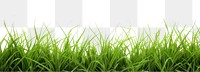 PNG  Green grass nature backgrounds outdoors.