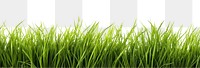 PNG  Green grass backgrounds nature plant.