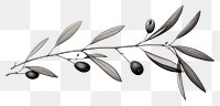 PNG Black and white olive branch hand drawn drawing.