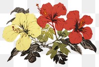 PNG  Illustratio the 1970s of tropical flower hibiscus plant inflorescence.