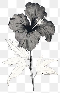 PNG  Illustratio the 1970s of tropical flower hibiscus drawing sketch.