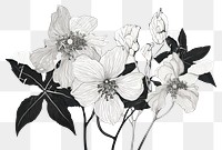 PNG  Illustratio the 1970s of tropical flower drawing sketch plant.