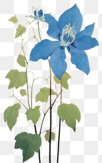 PNG Illustration of a Tailflower blue plant petal leaf.