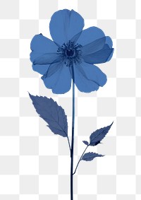 PNG Illustration of a Tailflower blue petal plant leaf.