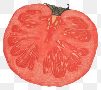 PNG Illustration of a tomato vegetable plant food.
