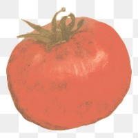 PNG Illustration of a tomato vegetable paper plant.