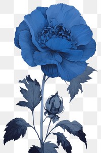PNG Illustration of a blue flower plant inflorescence fragility.