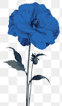PNG Illustration of a blue flower plant white background inflorescence.