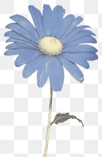 PNG Illustration of a Daisy blue daisy flower petal.