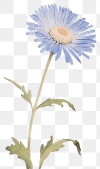 PNG Illustration of a Daisy blue daisy flower plant.