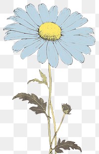 PNG Illustration of a Daisy blue daisy flower plant.