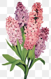 PNG Illustration of a Hyacinth blossom flower plant.