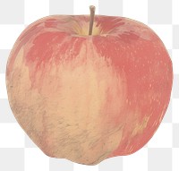 PNG Illustration of red apple fruit plant food.