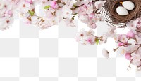 PNG Backgrounds blossom flower branch.